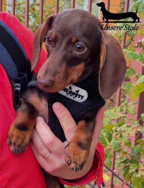 Такса кроличья- шоколадный щенок — фото 5